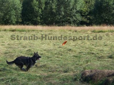 Dogfrisbee - Spiel und Sport mit der Hundefrisbee