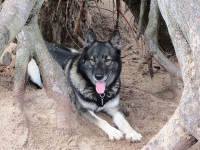 Candy auf der Hundefreilauffläche