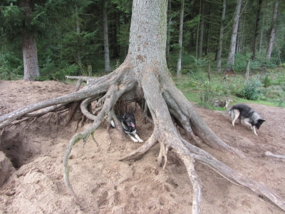 Spass für die Hunde in Leck