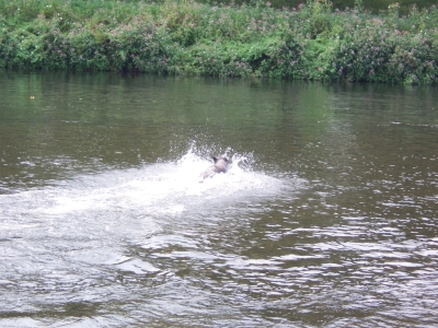 Hundeinsel Witten Ruhr