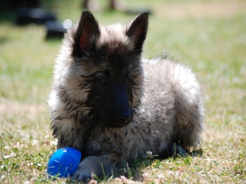 Hundespielzeug - Bälle, Fun-Mot und Dog Frisbees bei Straub-Hundesport