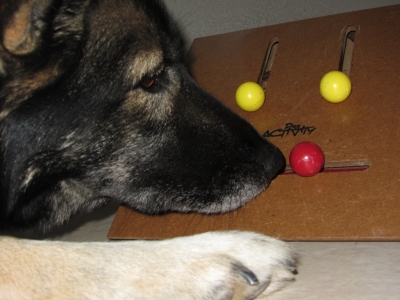 Intelligenzspielzeug für Hunde