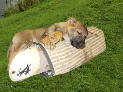 Schutzhund für den Schutzdienst der Zukunft!