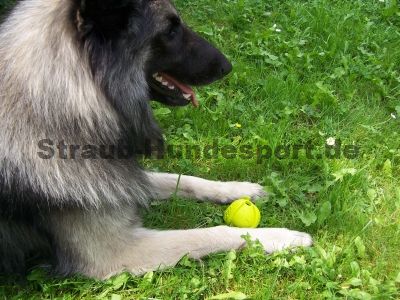 Tryball - das ultimative Hundespielzeug für Hundesport und Freizeit