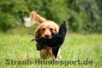 Jagdhundesport - artgerechte Auslastung des Hundes